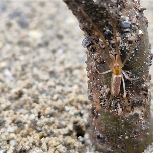 Tetragnatha sp. (genus) (Long-jawed spider) at Batemans Bay, NSW by trevorpreston