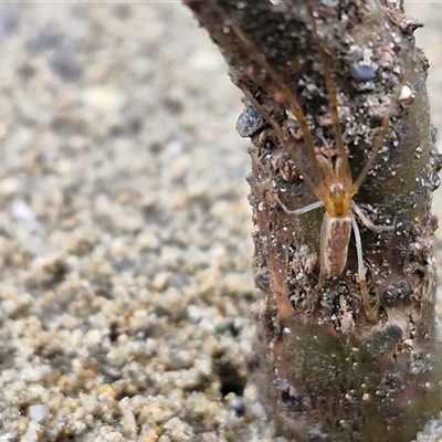 Tetragnatha sp. (genus) (Long-jawed spider) at Batemans Bay, NSW - 29 Nov 2024 by trevorpreston