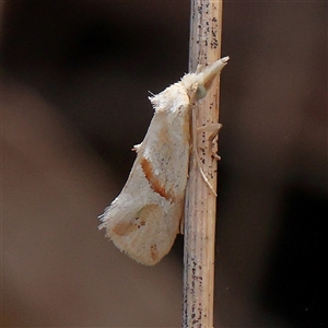 Heliocosma argyroleuca (A tortrix or leafroller moth) at Acton, ACT by ConBoekel