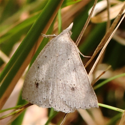 Nearcha nullata (Rounded Nearcha) at Acton, ACT - 28 Nov 2024 by ConBoekel