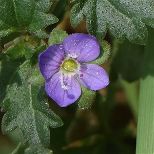 Veronica calycina at Acton, ACT - 28 Nov 2024