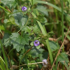 Veronica calycina at Acton, ACT - 28 Nov 2024