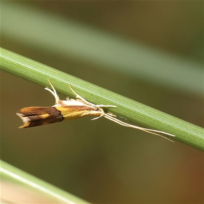 Crocanthes glycina (Lecithoceridae) at Acton, ACT - 28 Nov 2024 by ConBoekel