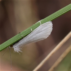 Tipanaea patulella (A Crambid moth) at Acton, ACT - 27 Nov 2024 by ConBoekel