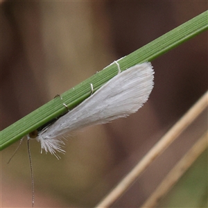 Tipanaea patulella at Acton, ACT - 28 Nov 2024