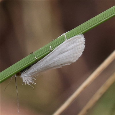 Tipanaea patulella (The White Crambid moth) at Acton, ACT - 28 Nov 2024 by ConBoekel