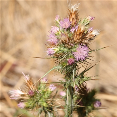 Carduus tenuiflorus (Winged Slender Thistle) at Acton, ACT - 27 Nov 2024 by ConBoekel