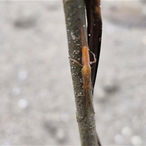 Tetragnatha sp. (genus) at Batemans Bay, NSW - 29 Nov 2024