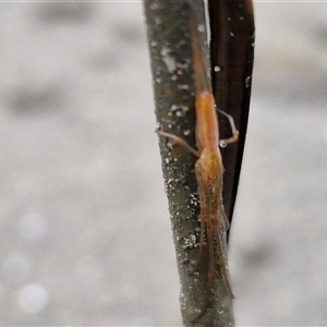 Tetragnatha sp. (genus) at Batemans Bay, NSW - 29 Nov 2024