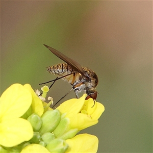 Geron sp. (genus) (Slender Bee Fly) at Acton, ACT by ConBoekel