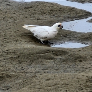 Cacatua sanguinea at Batemans Bay, NSW - 29 Nov 2024 06:45 PM