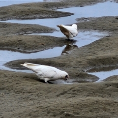 Cacatua sanguinea at Batemans Bay, NSW - 29 Nov 2024 06:45 PM