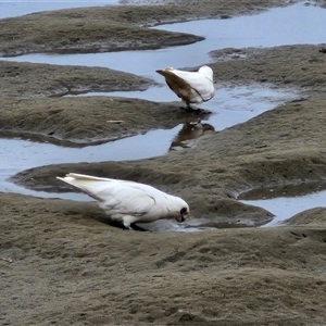 Cacatua sanguinea at Batemans Bay, NSW - 29 Nov 2024 06:45 PM