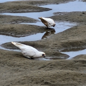 Cacatua sanguinea at Batemans Bay, NSW - 29 Nov 2024 06:45 PM