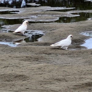 Cacatua sanguinea at Batemans Bay, NSW - 29 Nov 2024 06:45 PM