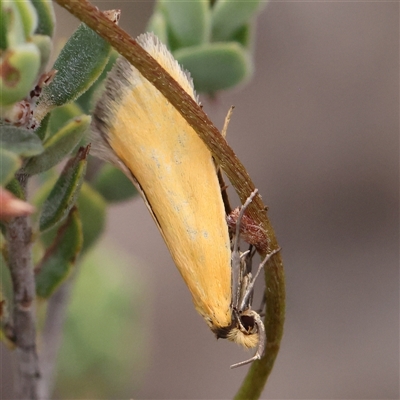 Parergophela melirrhoa (A concealer moth) at Acton, ACT - 28 Nov 2024 by ConBoekel