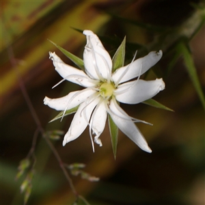 Stellaria pungens at Acton, ACT - 28 Nov 2024