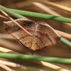 Anachloris uncinata (Hook-winged Carpet) at Acton, ACT - 28 Nov 2024 by ConBoekel