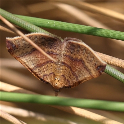 Anachloris uncinata (Hook-winged Carpet (Larentiinae)) at Acton, ACT - 28 Nov 2024 by ConBoekel