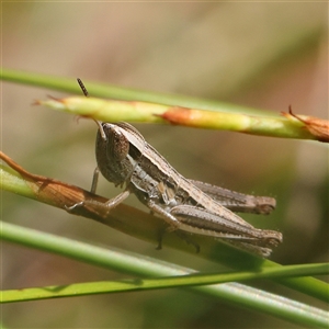 Macrotona australis at Acton, ACT - 28 Nov 2024