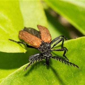 Porrostoma rhipidium (Long-nosed Lycid (Net-winged) beetle) at Hawker, ACT by AlisonMilton