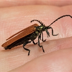 Porrostoma rhipidium at Hawker, ACT - 11 Nov 2024 07:57 AM