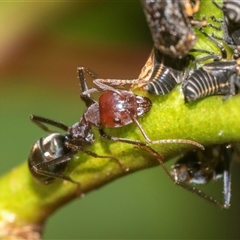 Iridomyrmex purpureus (Meat Ant) at Bungonia, NSW - 17 Nov 2024 by AlisonMilton