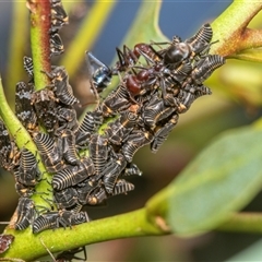 Eurypella tasmaniensis (Eurypella tasmaniensis) at Bungonia, NSW - 17 Nov 2024 by AlisonMilton