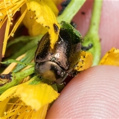 Chrysolina quadrigemina (Greater St Johns Wort beetle) at McKellar, ACT - 11 Nov 2024 by AlisonMilton