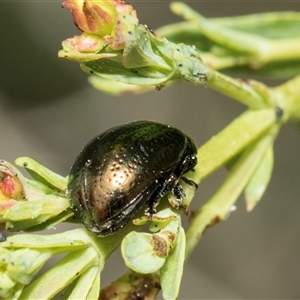 Chrysolina quadrigemina at McKellar, ACT - 11 Nov 2024