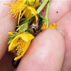 Chrysolina quadrigemina at McKellar, ACT - 11 Nov 2024