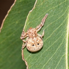 Cymbacha sp (genus) (A crab spider) at McKellar, ACT - 11 Nov 2024 by AlisonMilton