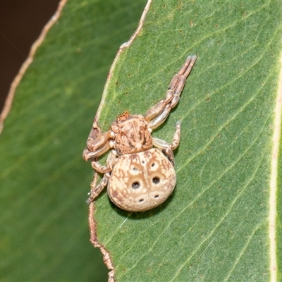 Cymbacha sp (genus) (A crab spider) at McKellar, ACT - 11 Nov 2024 by AlisonMilton