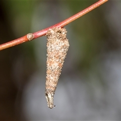 Conoeca or Lepidoscia (genera) IMMATURE (Unidentified Cone Case Moth larva, pupa, or case) at McKellar, ACT - 11 Nov 2024 by AlisonMilton