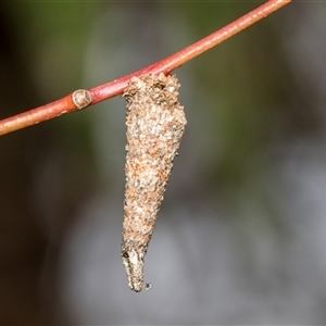 Conoeca or Lepidoscia (genera) IMMATURE (Unidentified Cone Case Moth larva, pupa, or case) at McKellar, ACT by AlisonMilton