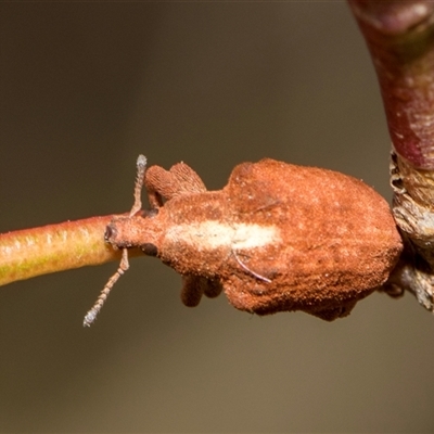 Gonipterus scutellatus (Eucalyptus snout beetle, gum tree weevil) at McKellar, ACT - 11 Nov 2024 by AlisonMilton