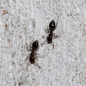 Crematogaster sp. (genus) at Lawson, ACT - 11 Nov 2024 11:16 AM