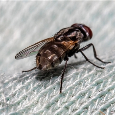 Unverified Blow fly (Calliphoridae) at Lawson, ACT - 11 Nov 2024 by AlisonMilton