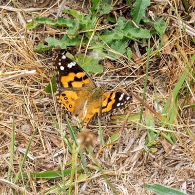 Vanessa kershawi (Australian Painted Lady) at Lawson, ACT - 11 Nov 2024 by AlisonMilton