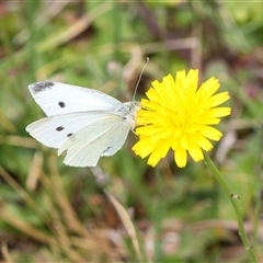 Pieris rapae (Cabbage White) at Lawson, ACT - 11 Nov 2024 by AlisonMilton