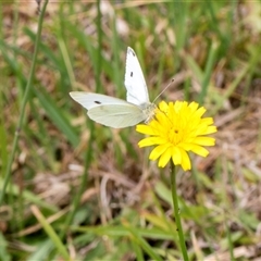 Pieris rapae at Lawson, ACT - 11 Nov 2024