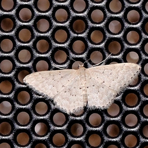 Idaea philocosma at Turner, ACT - 27 Nov 2024