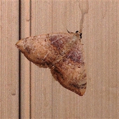 Chrysolarentia mecynata (Mecynata Carpet Moth) at Turner, ACT - 26 Nov 2024 by ConBoekel