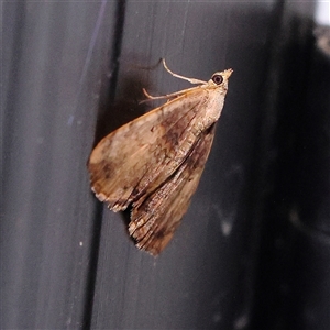 Chrysolarentia mecynata at Turner, ACT - 26 Nov 2024