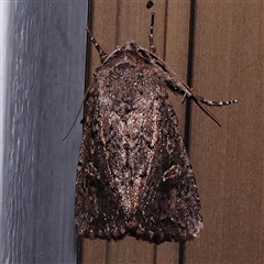 Dasygaster padockina (Tasmanian Cutworm) at Turner, ACT - 26 Nov 2024 by ConBoekel