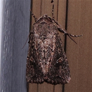 Dasygaster padockina (Tasmanian Cutworm) at Turner, ACT by ConBoekel