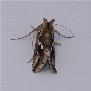 Chrysodeixis argentifera at Turner, ACT - 26 Nov 2024