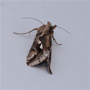 Chrysodeixis argentifera at Turner, ACT - 26 Nov 2024