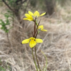 Diuris monticola at Rendezvous Creek, ACT - suppressed