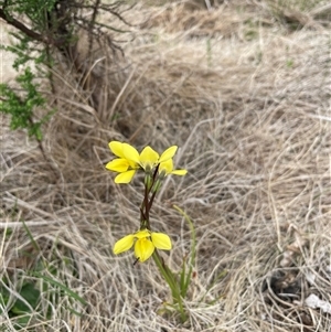 Diuris monticola at Rendezvous Creek, ACT - suppressed